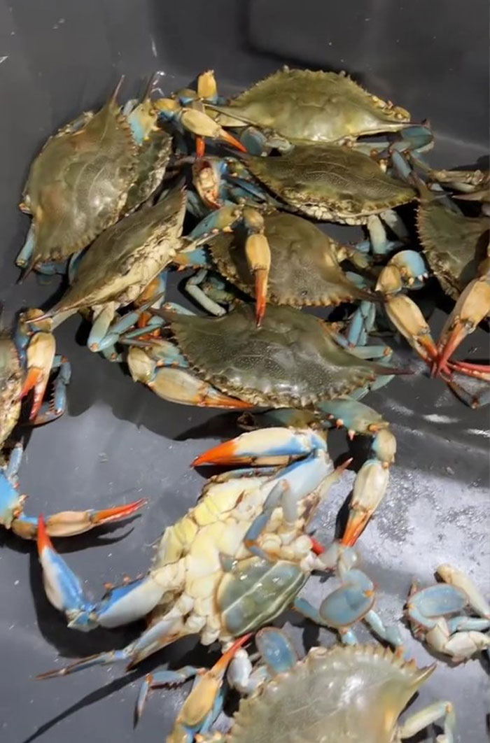 This Man Has An "Eel Pit" Under His Home And It's Making The Internet Lose Its Mind This Man Has An "Eel Pit" Under His Home And It's Making The Internet Lose Its Mind