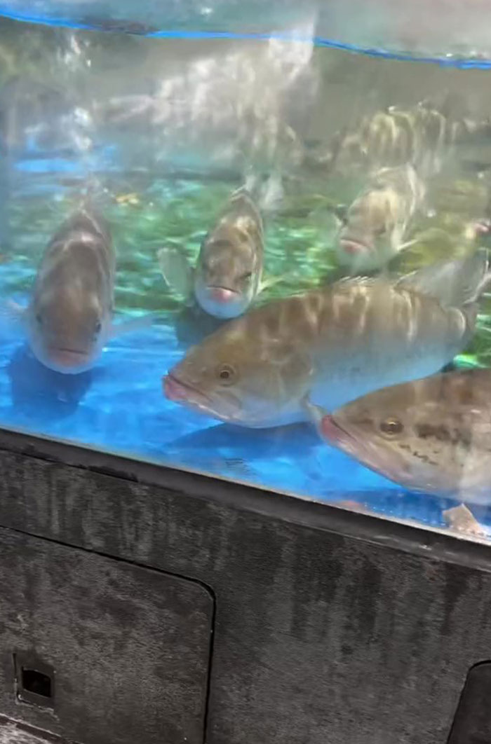 This Man Has An "Eel Pit" Under His Home And It's Making The Internet Lose Its Mind This Man Has An "Eel Pit" Under His Home And It's Making The Internet Lose Its Mind