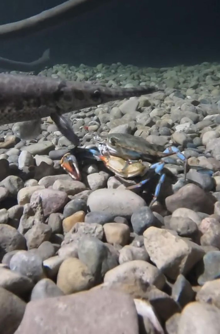 This Man Has An "Eel Pit" Under His Home And It's Making The Internet Lose Its Mind This Man Has An "Eel Pit" Under His Home And It's Making The Internet Lose Its Mind