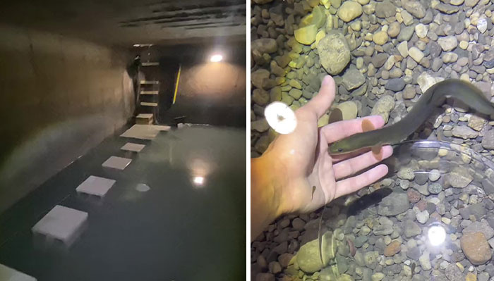 This Man Has An “Eel Pit” Under His Home And It’s Making The Internet Lose Its Mind