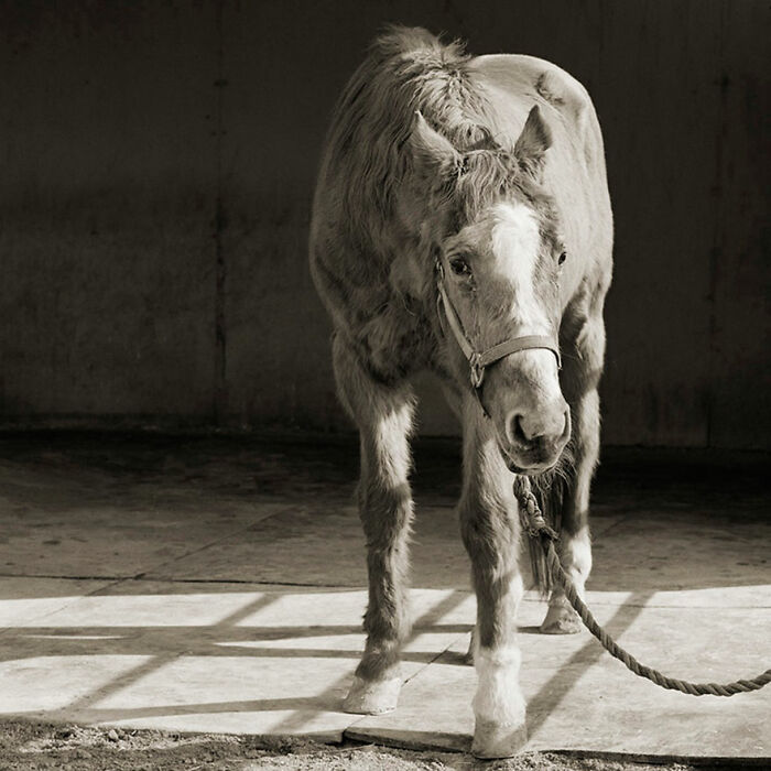 “Allowed to Grow Old” Showcases The Portraits Of Elderly Animals Captured By Photographer Dealing With A Fear Of Old Age
