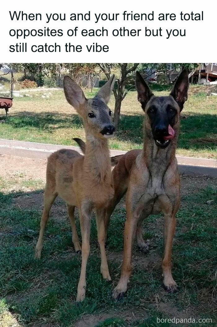 Facebook-Group-Shares-Funny-Pics-Memes