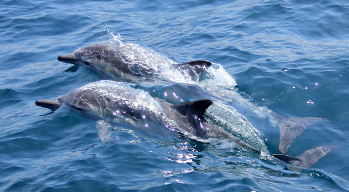 Dolphins swimming 