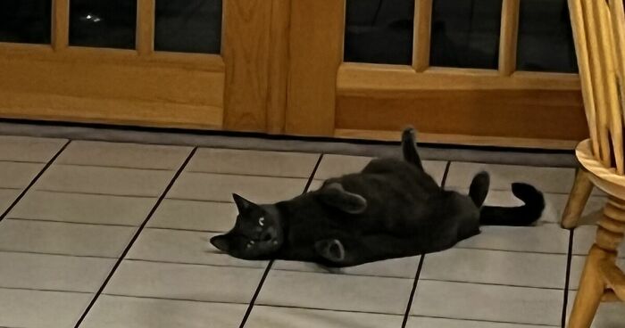 I Captured My Cat Sitting In Weird Spots (20 Pics)