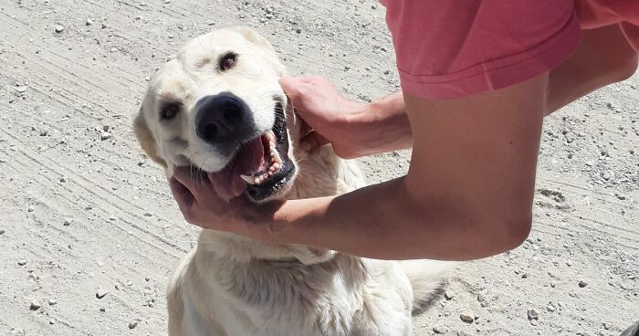 We’re Never Short Of Affection At The Adana Dog Rescue Centre (12 Pics)