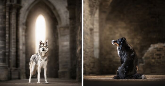 During A Trip To Belgium, I Photographed Dogs In An Old Abbey (7 Pics)