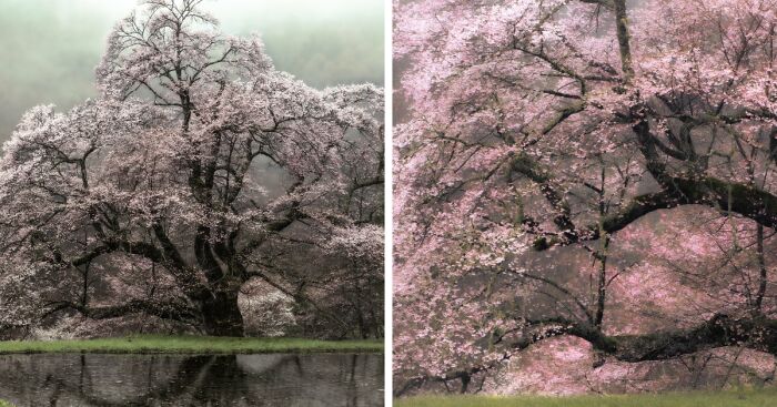 My Take On The Ancient Sakura Of Japan