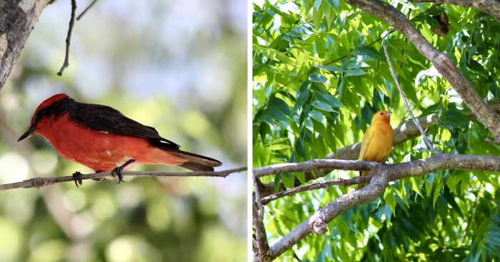 I Captured Beautiful Birds In A Plaza, In Lima, Peru (7 Pics)