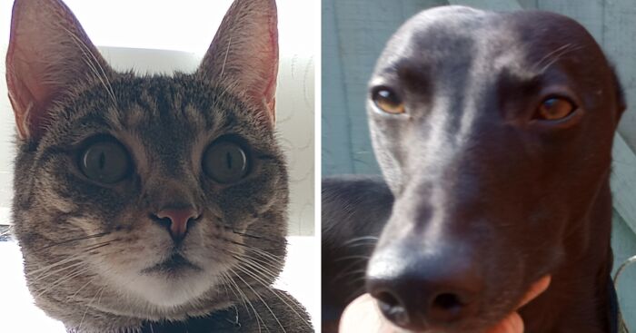 Hey Pandas, What’s The Cutest Picture Of Your Pet Being A ‘Unique’ Cutie? (Closed)