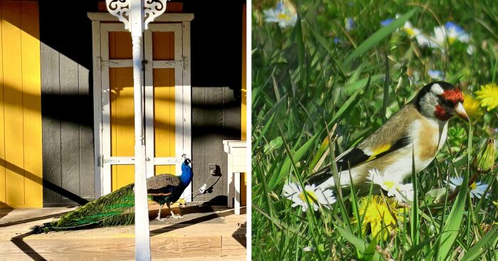 Hey Pandas, Post Your Best Pic Of A Bird