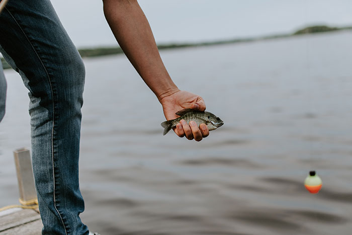 Person holding a fish