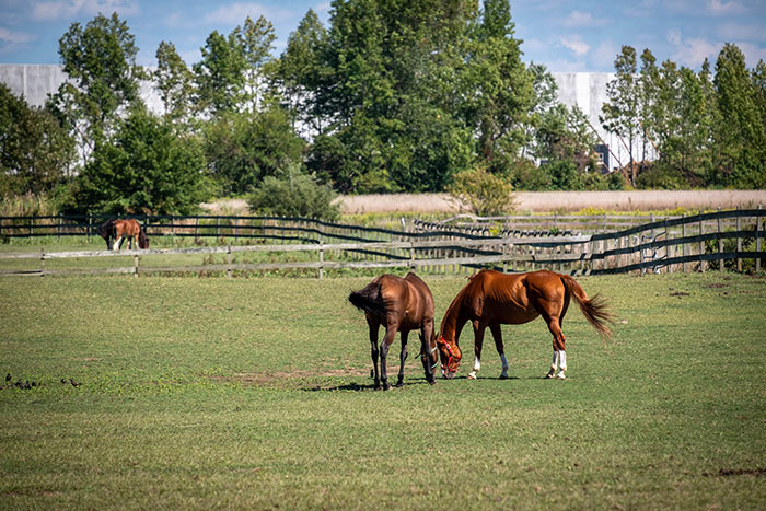 Horses on green grass field during daytime