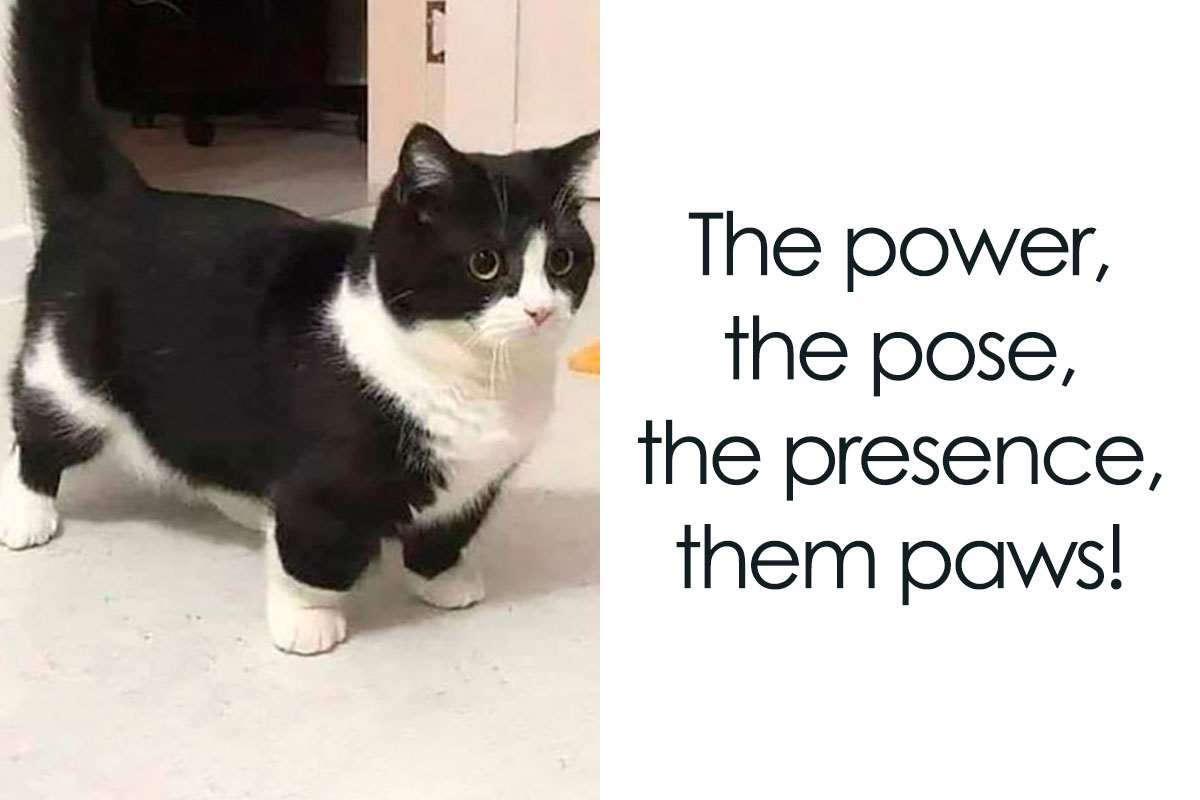 Awkward Animals': 50 Hilarious Memes Shared By This Comedy-Themed ...