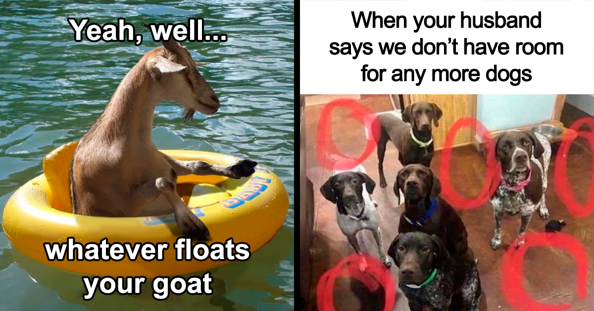 15+ of the Best Memes That Just Monkey Around - Animal Comedy - Animal  Comedy, funny animals, animal gifs