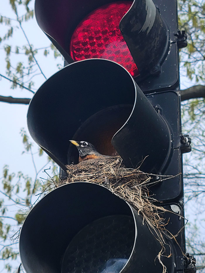 I Found This Bird Chilling On His Nest In A Stoplight On My Way To Work