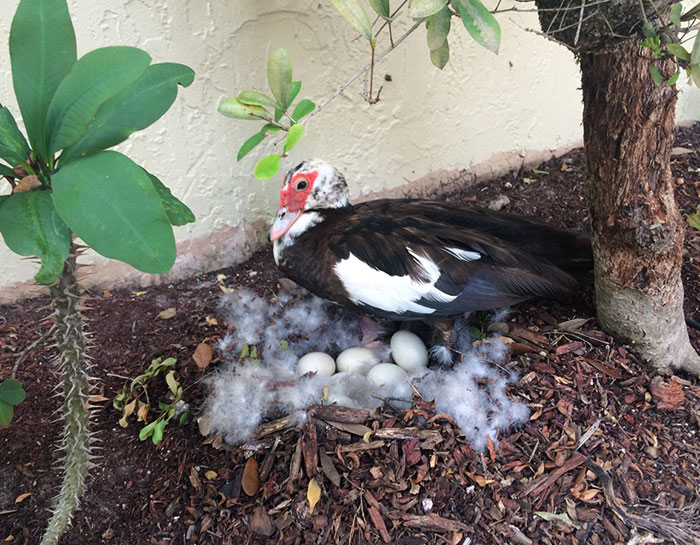 Alimenté a un pato, y luego hizo un nido a 2 metros de mi puerta de entrada