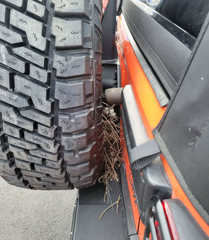 For The Past Few Days, Mockingbirds Have Been Trying To Build A Nest In My Jeep's Spare Tire While I'm At Work