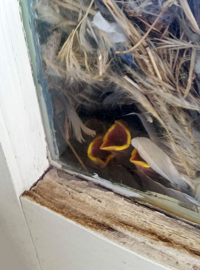 Los pájaros construyeron un nido en nuestra ventana