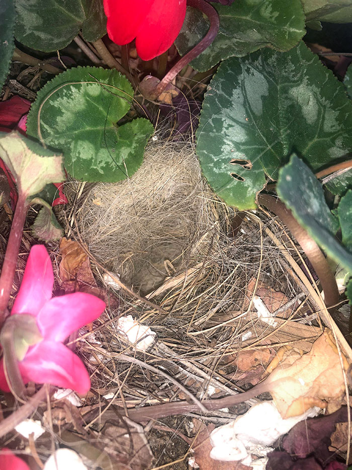 I Work In A Senior Community And Came Across This Bird's Nest Made Up Of Mostly Grey Hairs