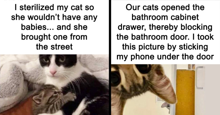 ‘The Council Of Cattos’: 45 Meowtastic Posts To Bring You A Dose Of Feline Goodness