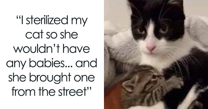 ‘The Council Of Cattos’: 45 Meowtastic Posts To Bring You A Dose Of Feline Goodness