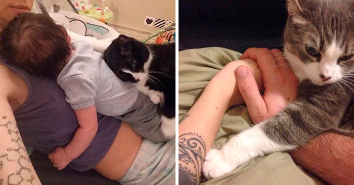 50 Times Pets Hilariously Showed How Jealous They Are