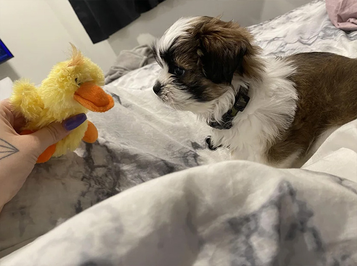 Cute puppy looking at duck toy