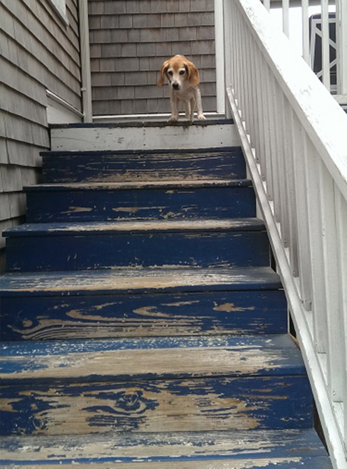 Brown old dog looking at stairs