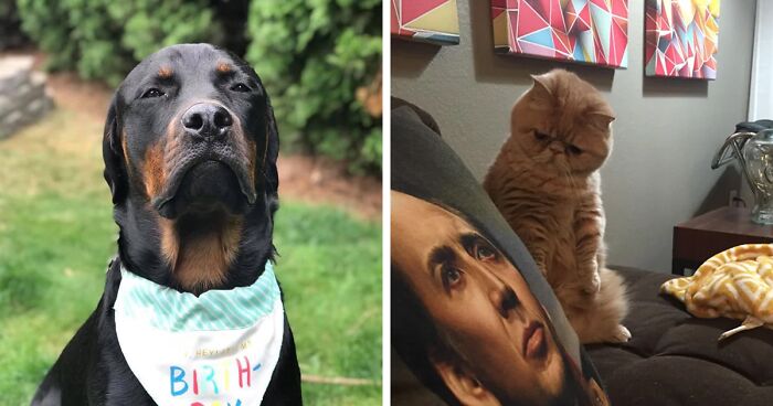 124 Funny Skeptical Animals To Make Your Day Perfect