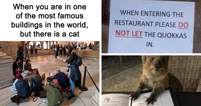 43 Funny Animal Memes, As Shared By This Facebook Page