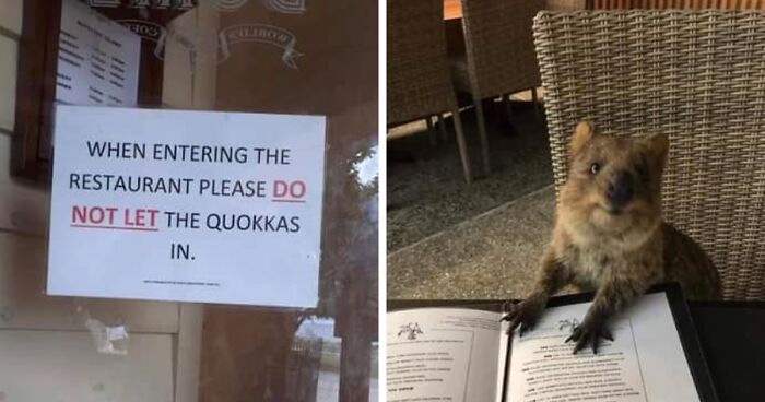 43 Funny Animal Memes, As Shared By This Facebook Page