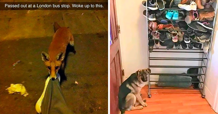 50 Times People Spotted Animals Doing Their Usual Stuff And Just Had To Take Pics (New Pics)