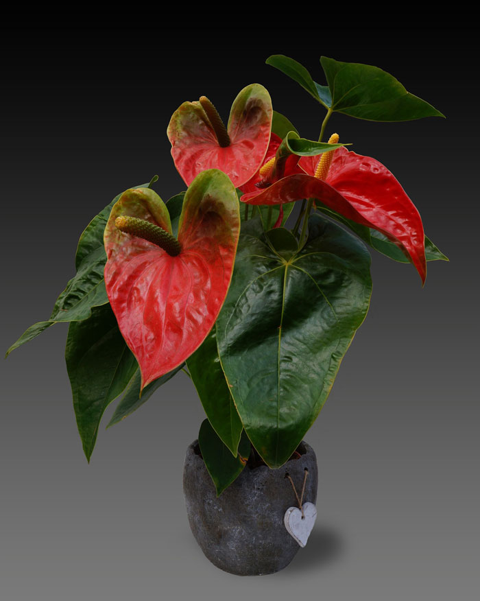 Bloomscape Red Anthurium
