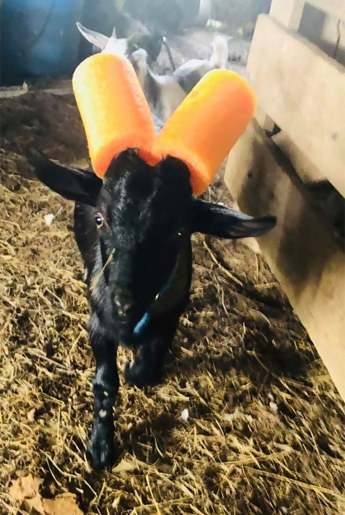 Today I Learned That Goats Who Won't Stop Head Butting Have To Wear Pool Noodles