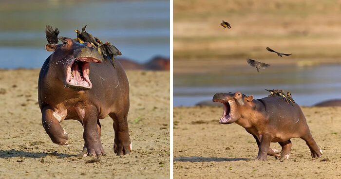 Poor Baby Hippo Never Hurt A Fly