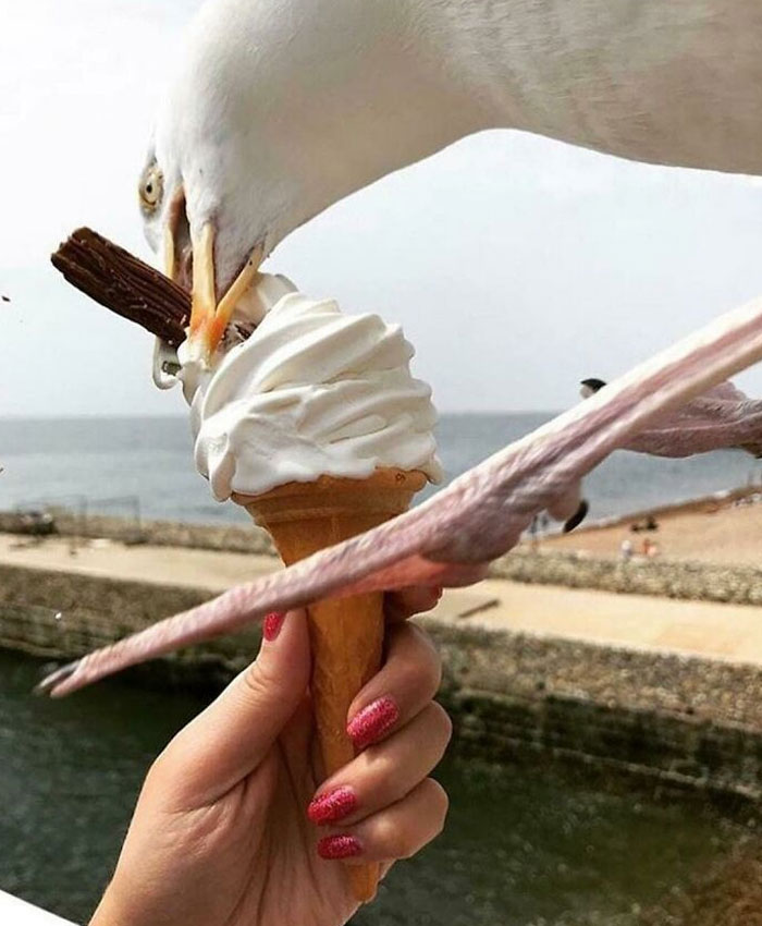 Seagulls Are The Worst