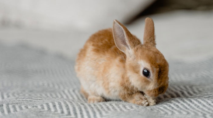 HOA Forces This Family To Get Rid Of Their Bunnies, So They Start A "Bunnypocalypse" Before Moving