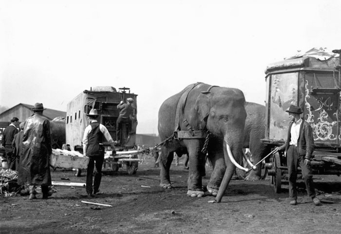 "Sells-Floto Circus" In 1922. An Elephant Was Pulling The Canvas-Covered Cage Wagon Number 24 Into Position