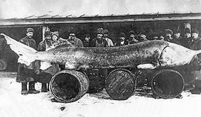 In 1922 In The Volga Estuary, A Beluga Sturgeon Was Caught. It Was Around 23 Feet And Weighed 3,463 Lb. They Truly Are Dinosaurs Of The Sea