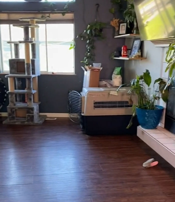 Woman Shows What Her Home Looks Like After She Doesn't Clean For 6 Days, Divorces Her Husband