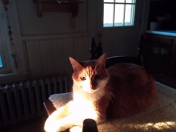 My Boy, Indie, Enjoying Early Morning Light In My Kitchen!