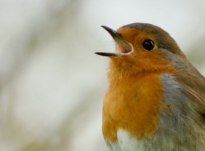 Robin Singing