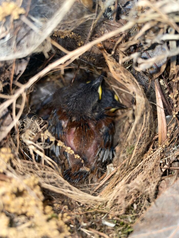 A Nest Of Baby Birds