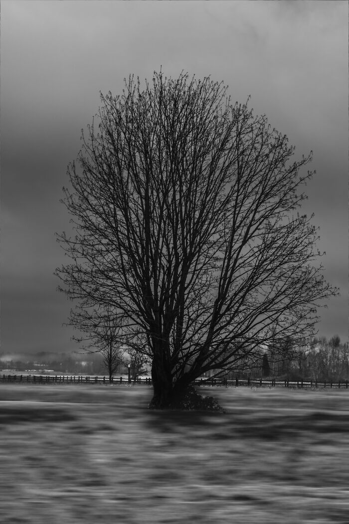 Leaves Start To Emerge On This Beautiful Tree, Signaling The Arrival Of Spring