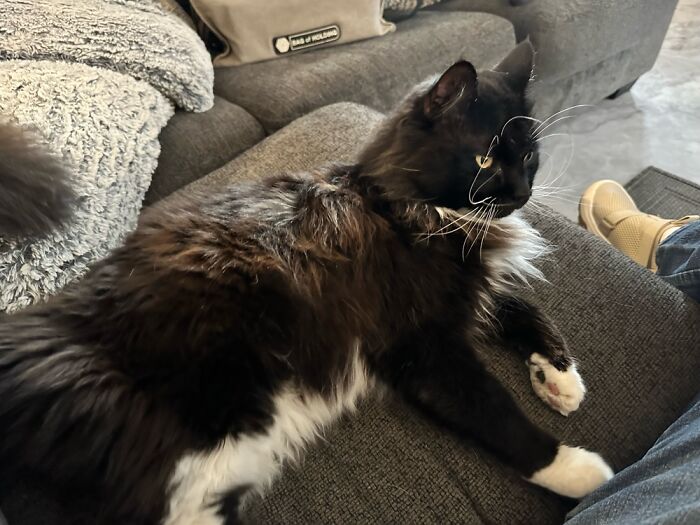 Voltron The Majestic