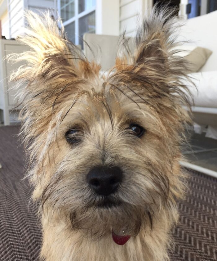 The Best Picture Of My Dog Ever Taken