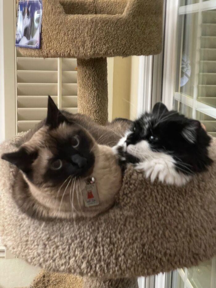Our Two Girls, Kayla, A Siamese On The Left, And Pad Thai, A Long Haired Tuxedo, On The Right