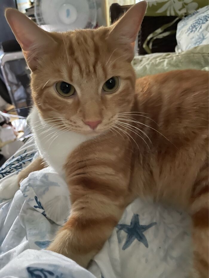 This Is Harley D—named For My Husband’s Elektraglide