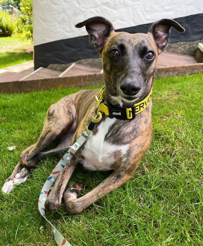 Dobby Has Competition, Meet Bella