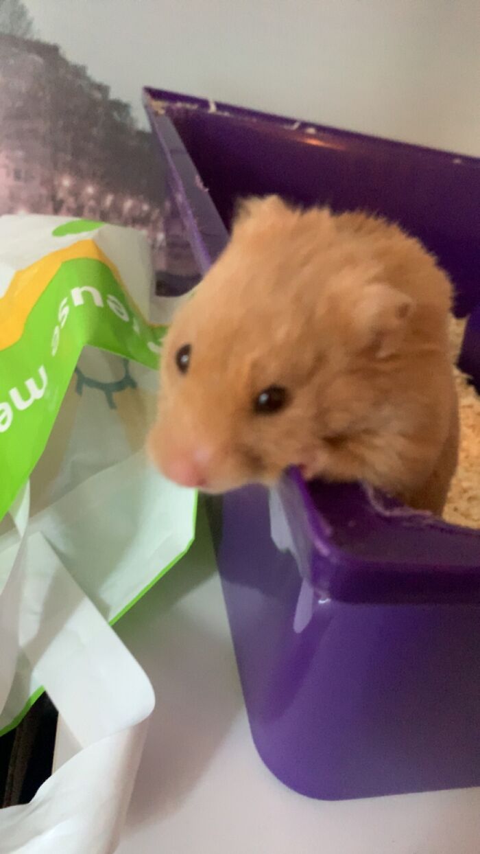 My Hamster Coco She’s So Cute 🫶🏼